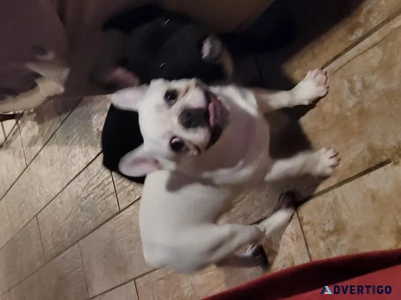 French Bulldogs