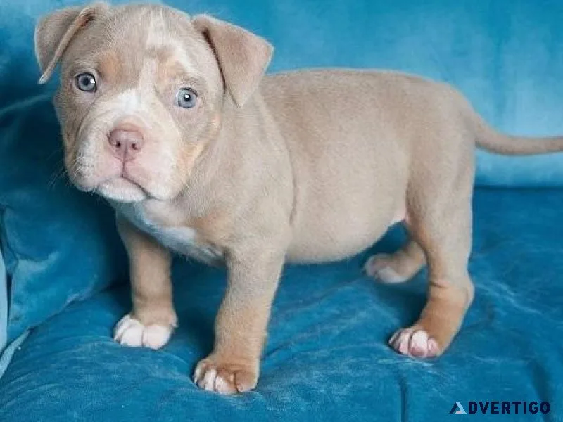 Pitbull Puppies for Sale
