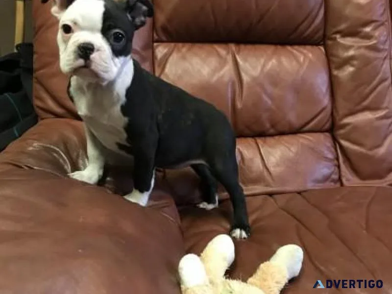 Reg Boston Terrier Puppies For Sale