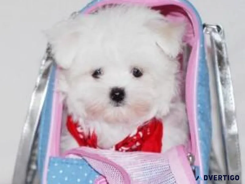 Home Trained Teacup Maltese Puppies