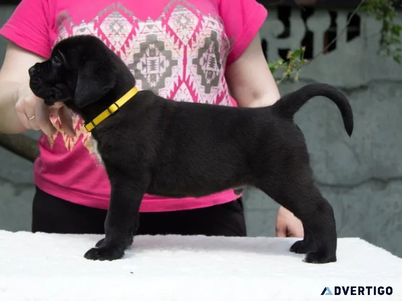 Register Cane Corso Puppies Available For Rehoming