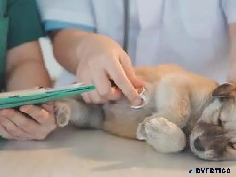 Pet s Wellness Veterinary Clinic in Sector 137 Noida