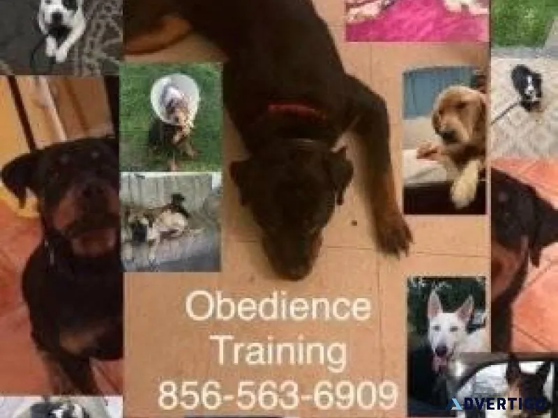 Off leash obedience
