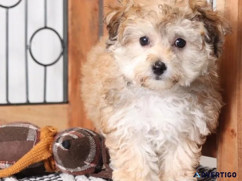 Well-socialized Morkie Puppies