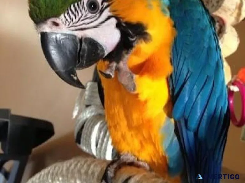 Intelligent Blue and Gold Macaws Available