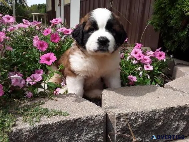 Saint Bernard puppies