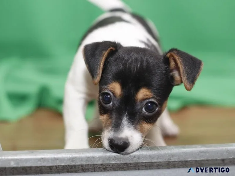 Jack Russell Terriers