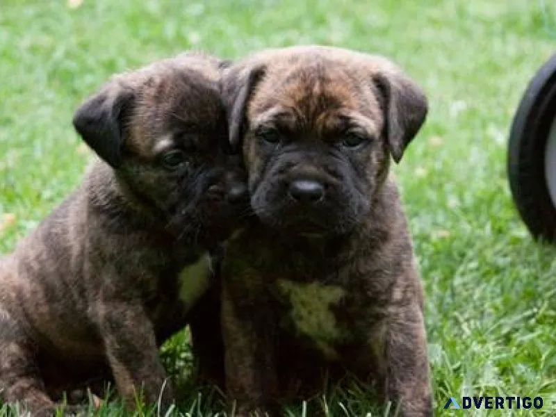 Home raised Cane Corso Puppies