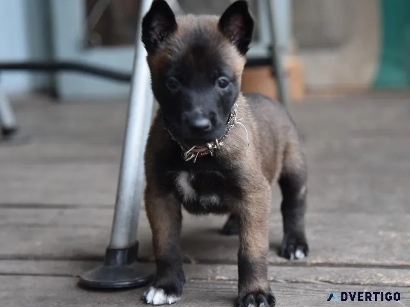 Brown Collar Belgian Malinois Puppy