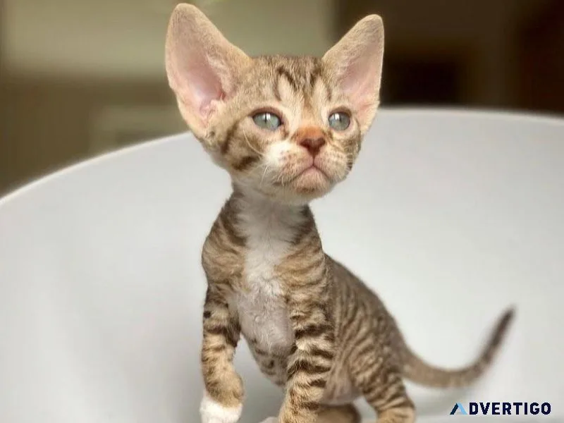 Beautiful Devon Rex Red point boy.