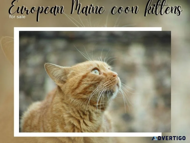 European Maine coon kittens for sale