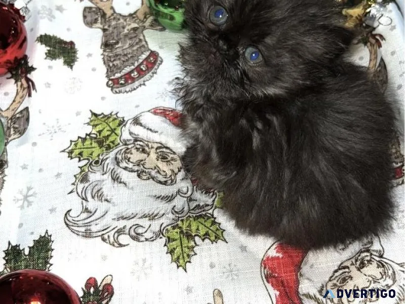 Persian kitten (MALE)