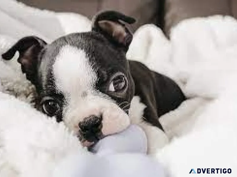 Boston terrier puppies