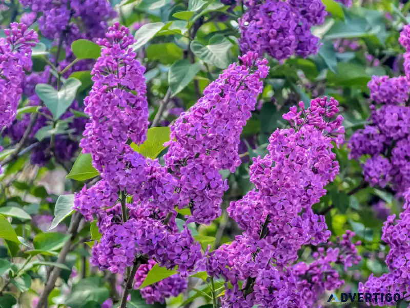 Why buy Wisteria Plant online