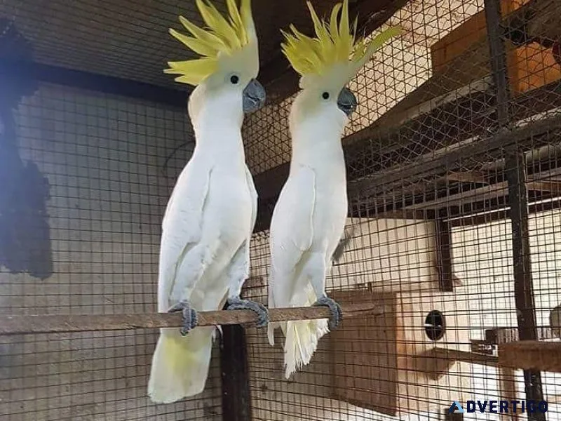Beautiful Cockatoo Birds