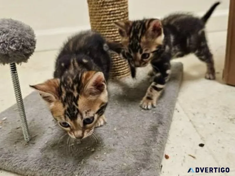 Bengal Kittens TICA Registered