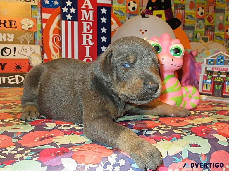 DOBERMAN PUPPIES FOR SALE