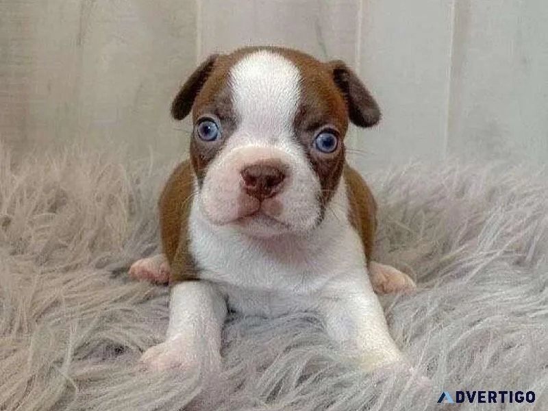 AKC Trained Boston Terrier is Ready for Adoption