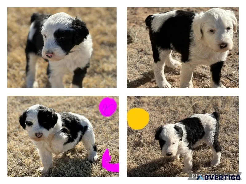 Sheepadoodles