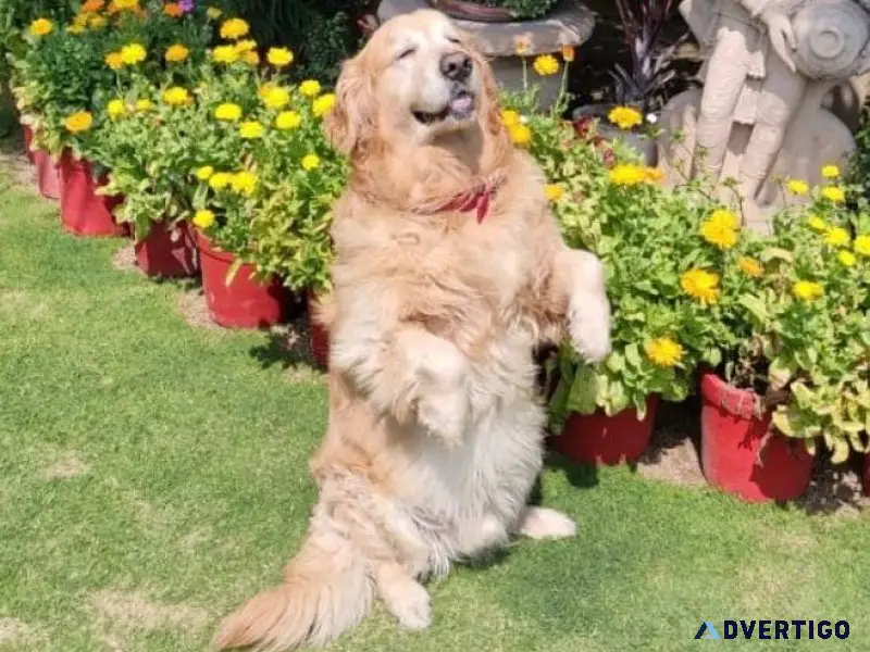Best Dog Trainer in Delhi  Expert Guidance