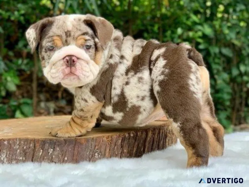 Adorable English Bulldog Puppies