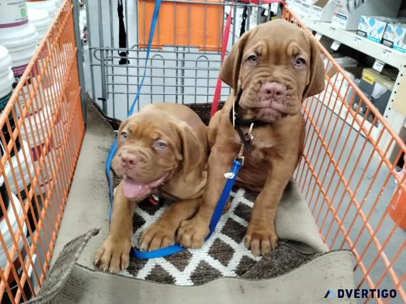 Dogue De Bordeaux puppies for sale