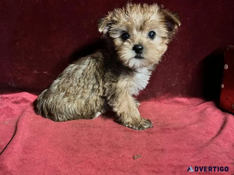 yorkshire puppies for adoption