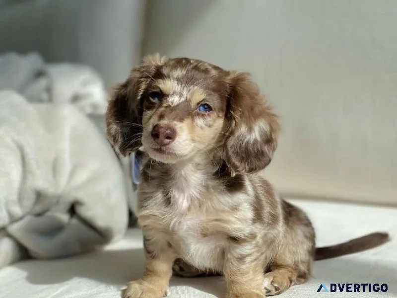 Dachshund Puppies Ready For New Homes