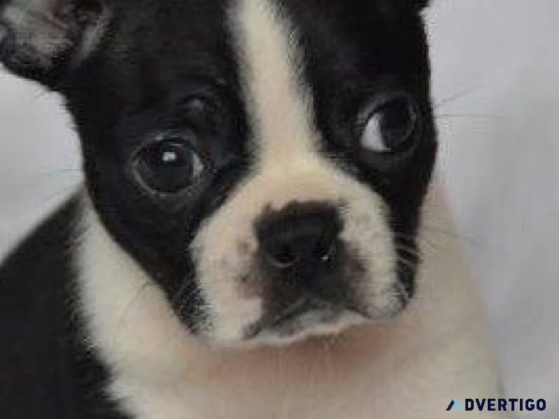 KC Boston Terrier Puppies