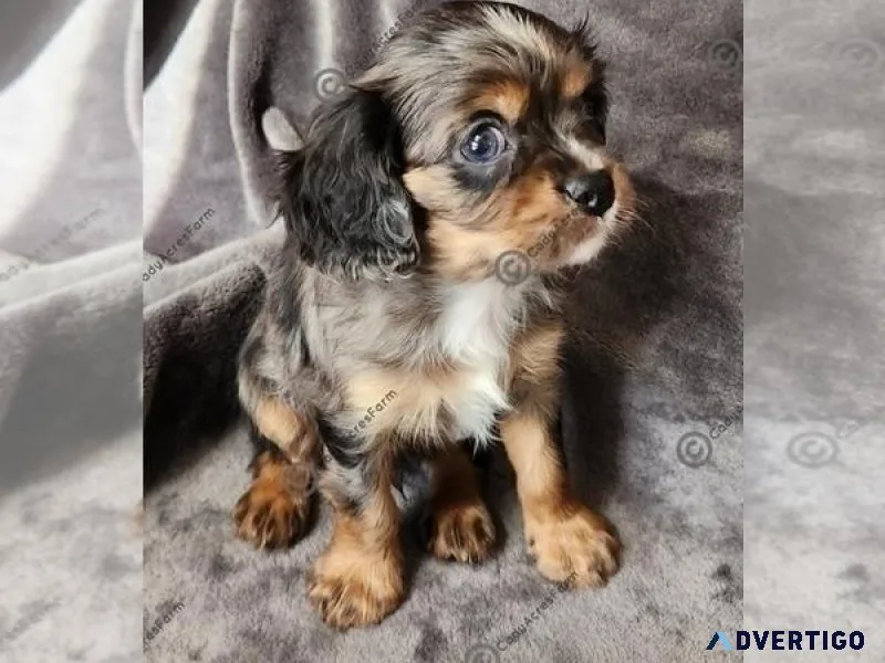 Cavalier King Charles Spaniel Puppy
