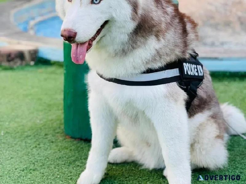 Best Dog Trainer in Amritsar  Expert Guidance