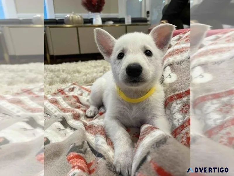 White German Shepherd Puppy