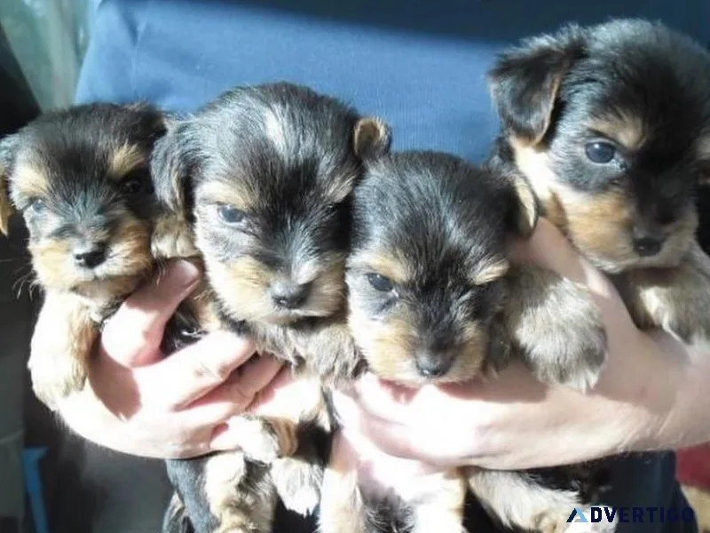 cute yorkshire terrier puppies