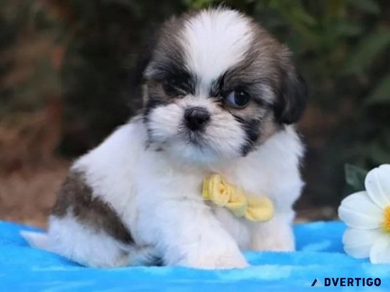 Shih Tzu puppies
