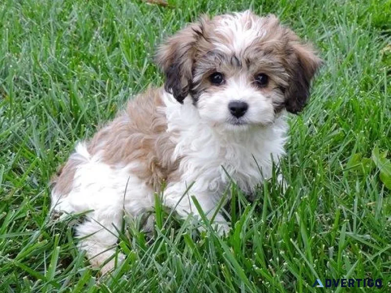 Beautiful Cavachon Puppies For Sale.