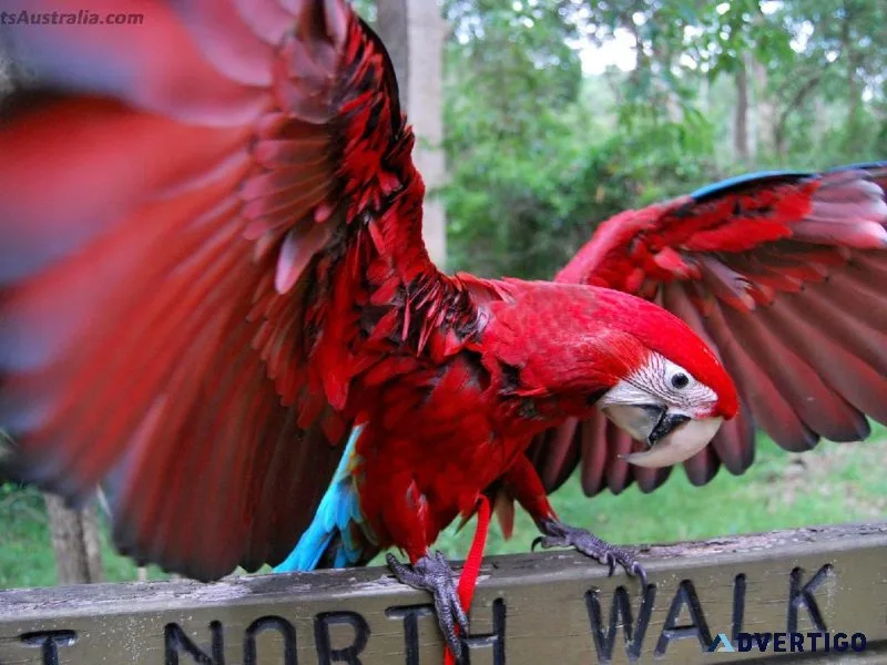 SCARLET MACAWS LOOKING FOR NEW HOMES
