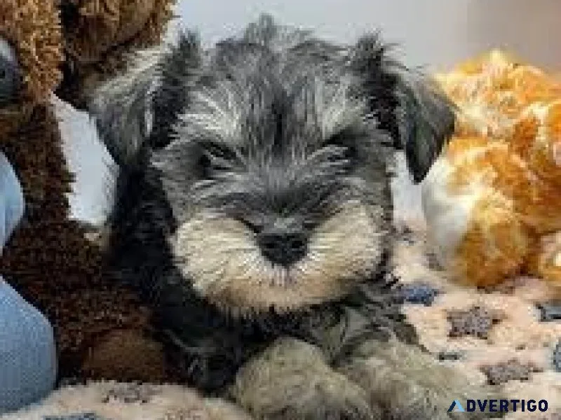 TOY Schnauzer puppies