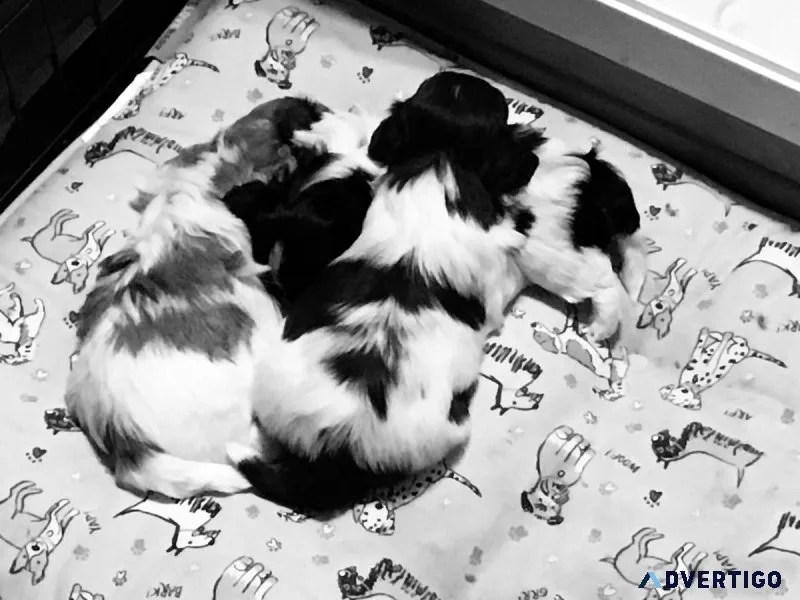 HAVANESE PUPPIES