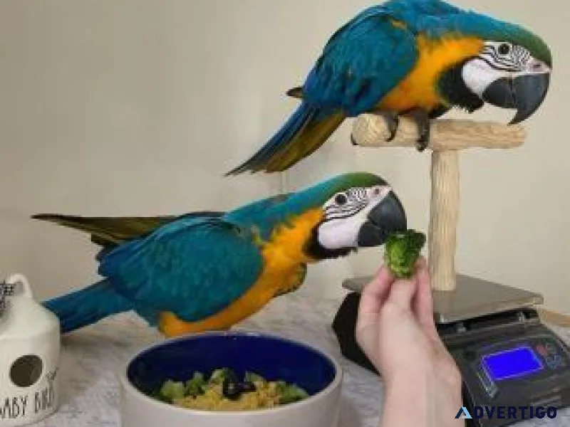 Well Socialized and Tamed Blue and Gold Macaws AVAILABLE
