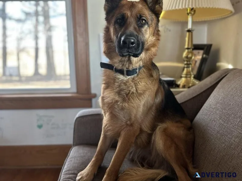 2 yr old German Shepherd