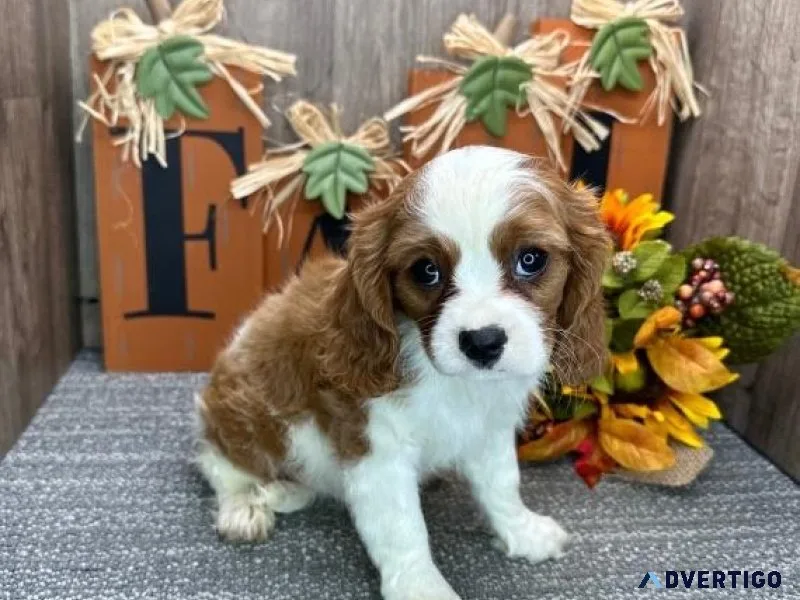 Puppy