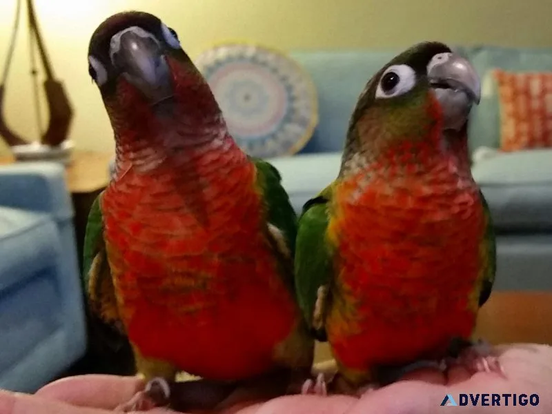 Red Factor Yellow Side Conures
