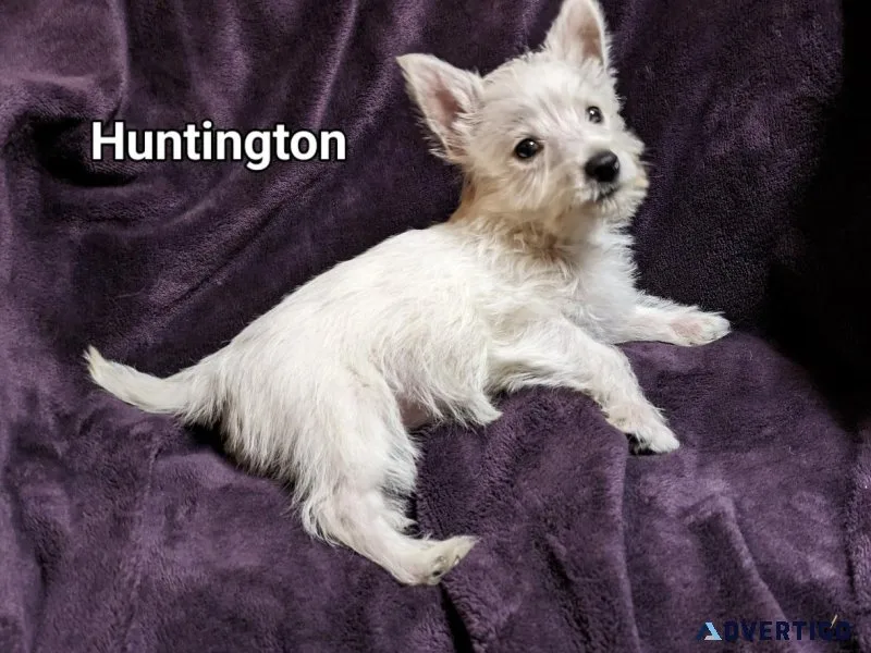 West Highland White Terrier