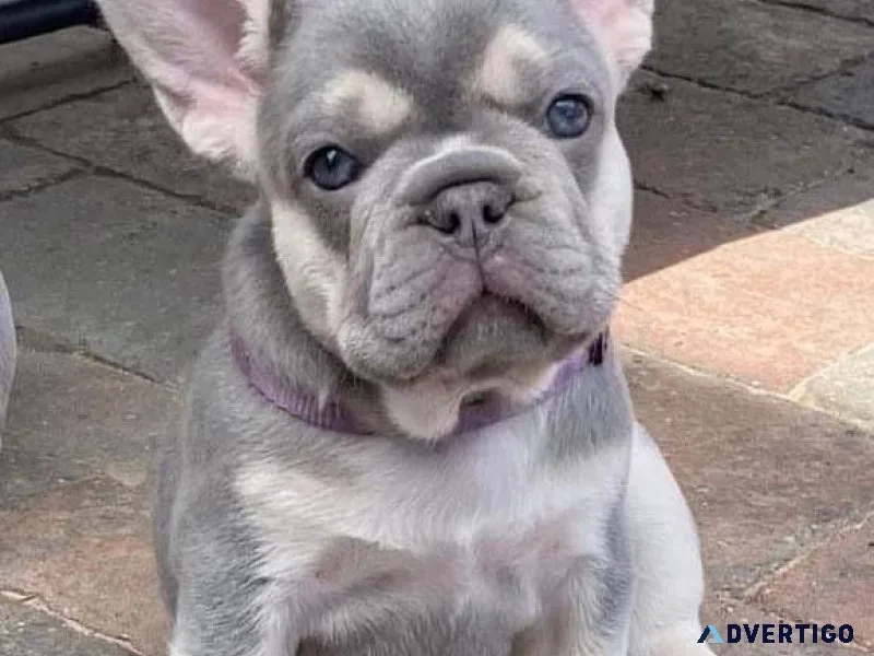 Frenchies available for sale