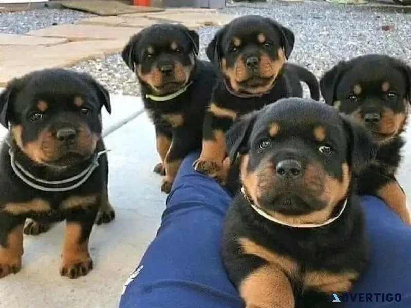 Nice Rottweiler puppies for sale