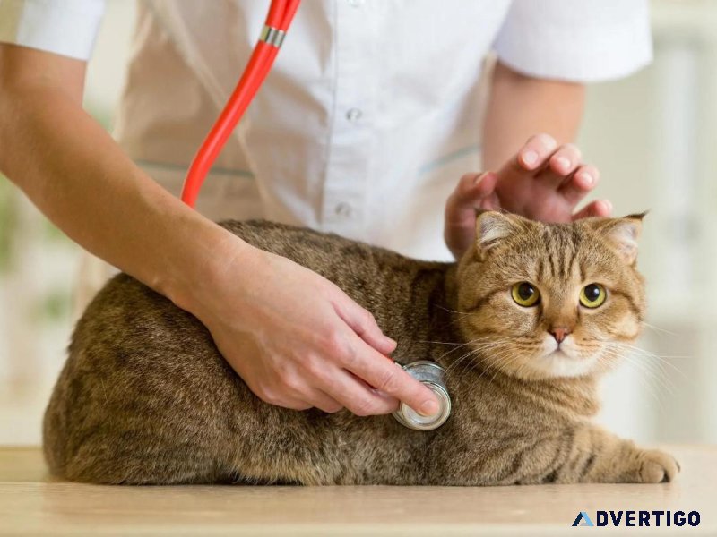 Keeping Your Cat Warm and Purring - Vet Clinic in Leonardtown MD