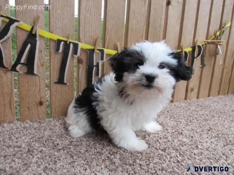 Gorgeous AKC Havanese puppies For Sale