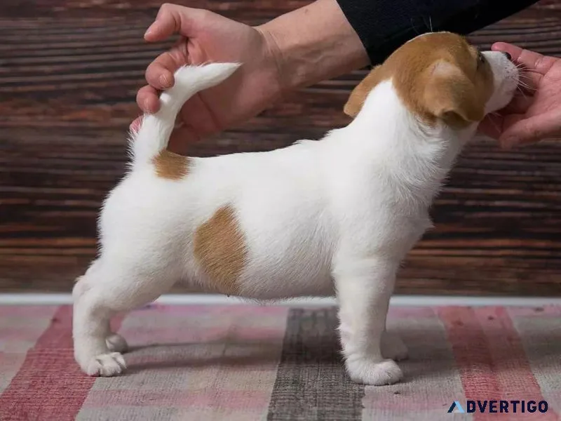 Jack Russell Terrier Puppies
