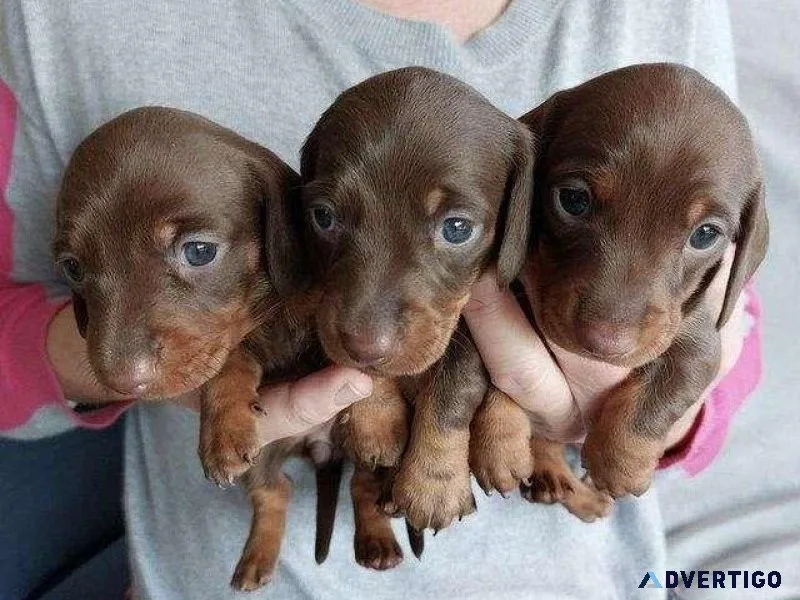 Adorable Cute Dachshunds Puppies