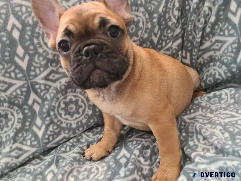 Bear Red Fawn with black mask Male Frenchie Puppy. 300